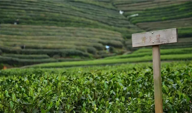 半生癡情待茗悅，一抹茶色上心來(lái)|杭州訪茶