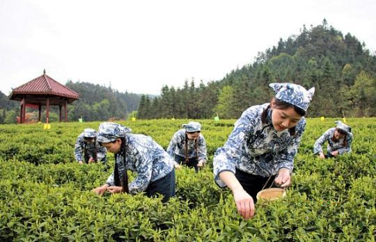 黑茶開園儀式